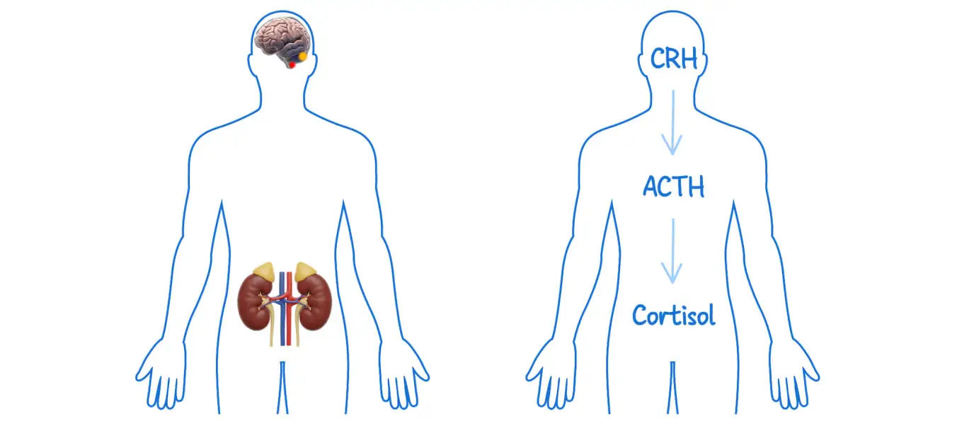 The HPA axis and the mechanism of stress eating